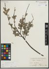 Foto von Salix repens subsp. repens L.